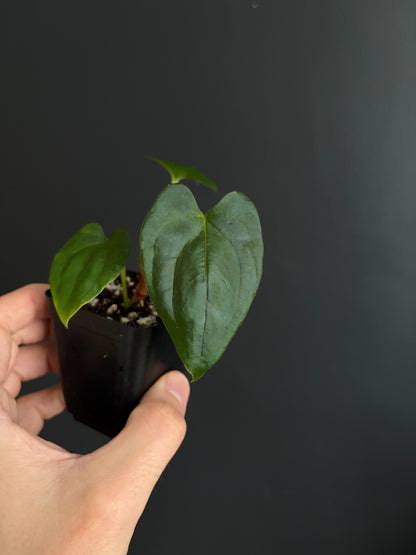 Anthurium Papillilaminum Fort Sherman (x self) | 6 cm pot [B]