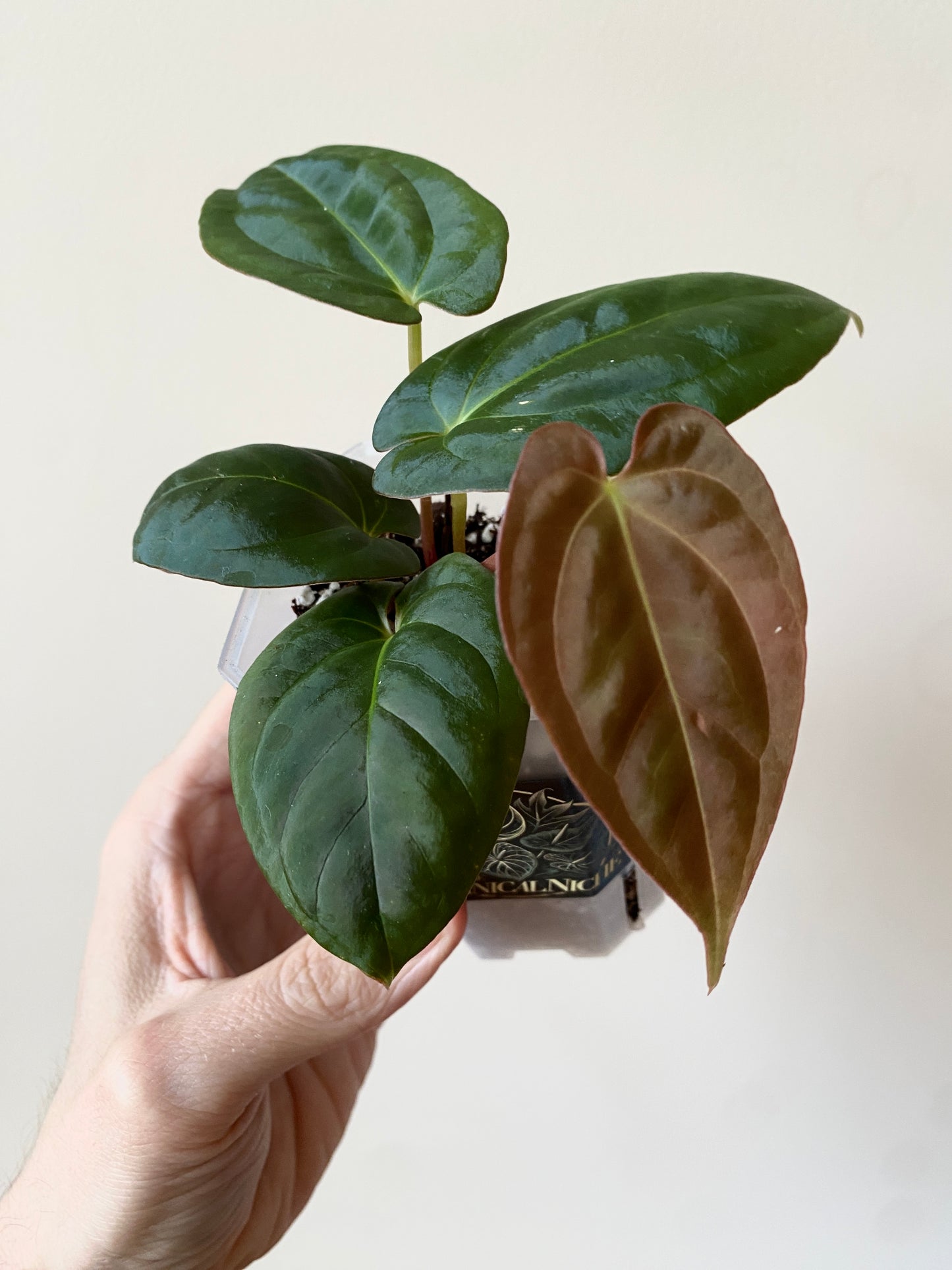 Anthurium Goliath X Papillilaminum Fort Sherman | 7 cm pot