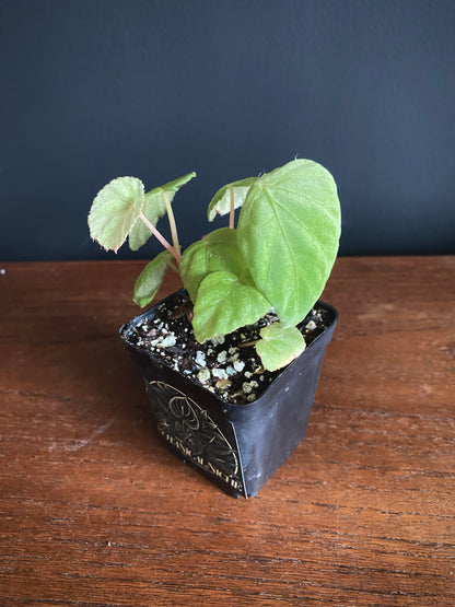 Begonia Pavonina | 6 cm pot [B]