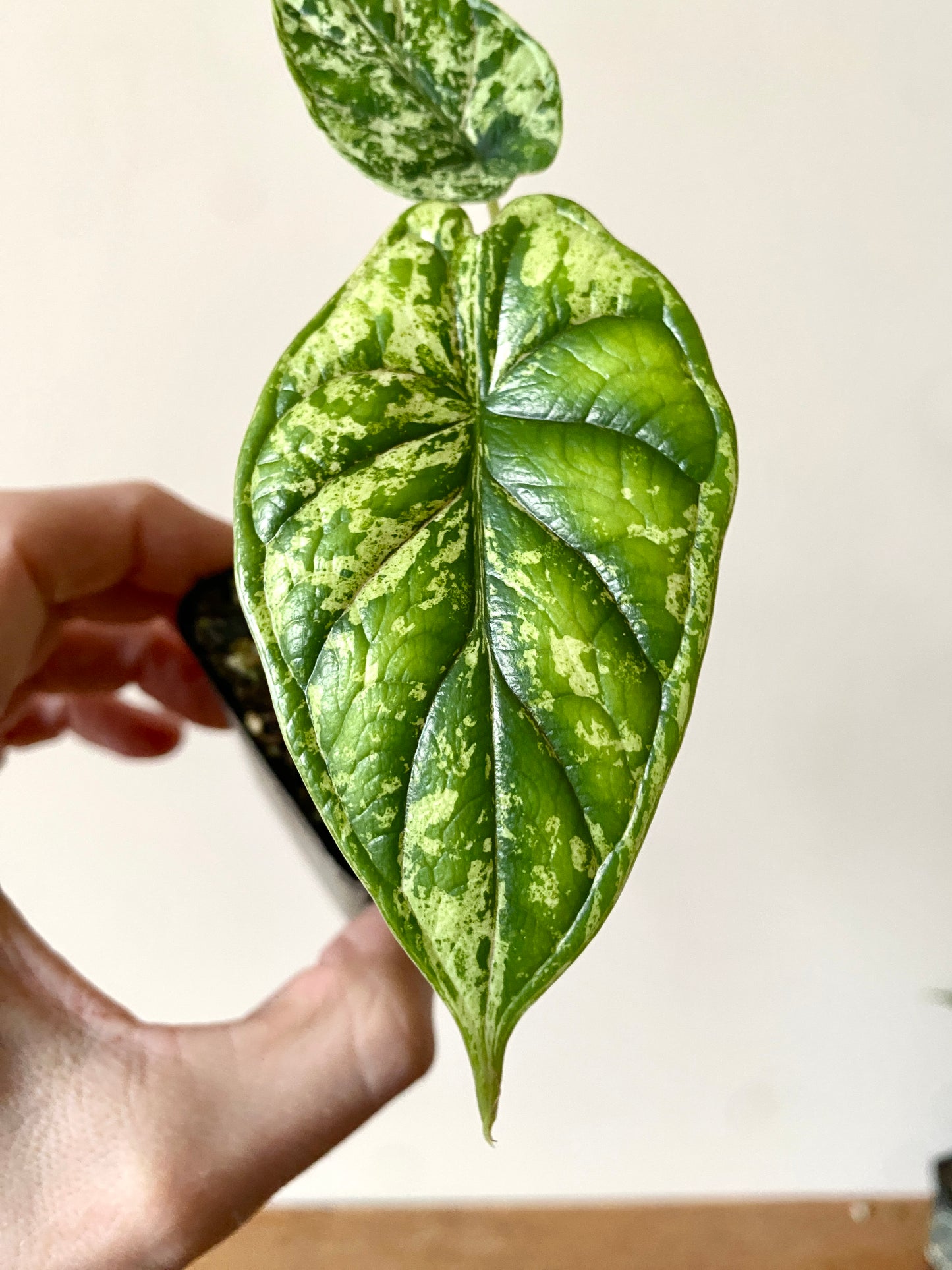 Alocasia Dragonscale Mint variegata | 6 cm pot [B]