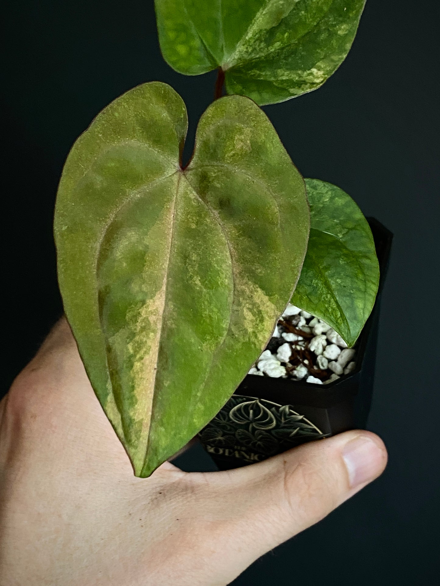 Anthurium Papillilaminum var X Guna Yala (S1) | 7 cm pot
