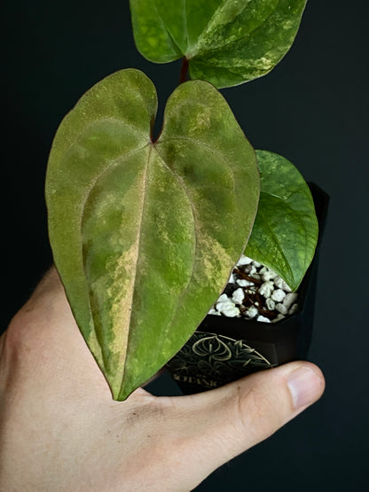 Anthurium Papillilaminum var X Guna Yala (S1) | 7 cm pot