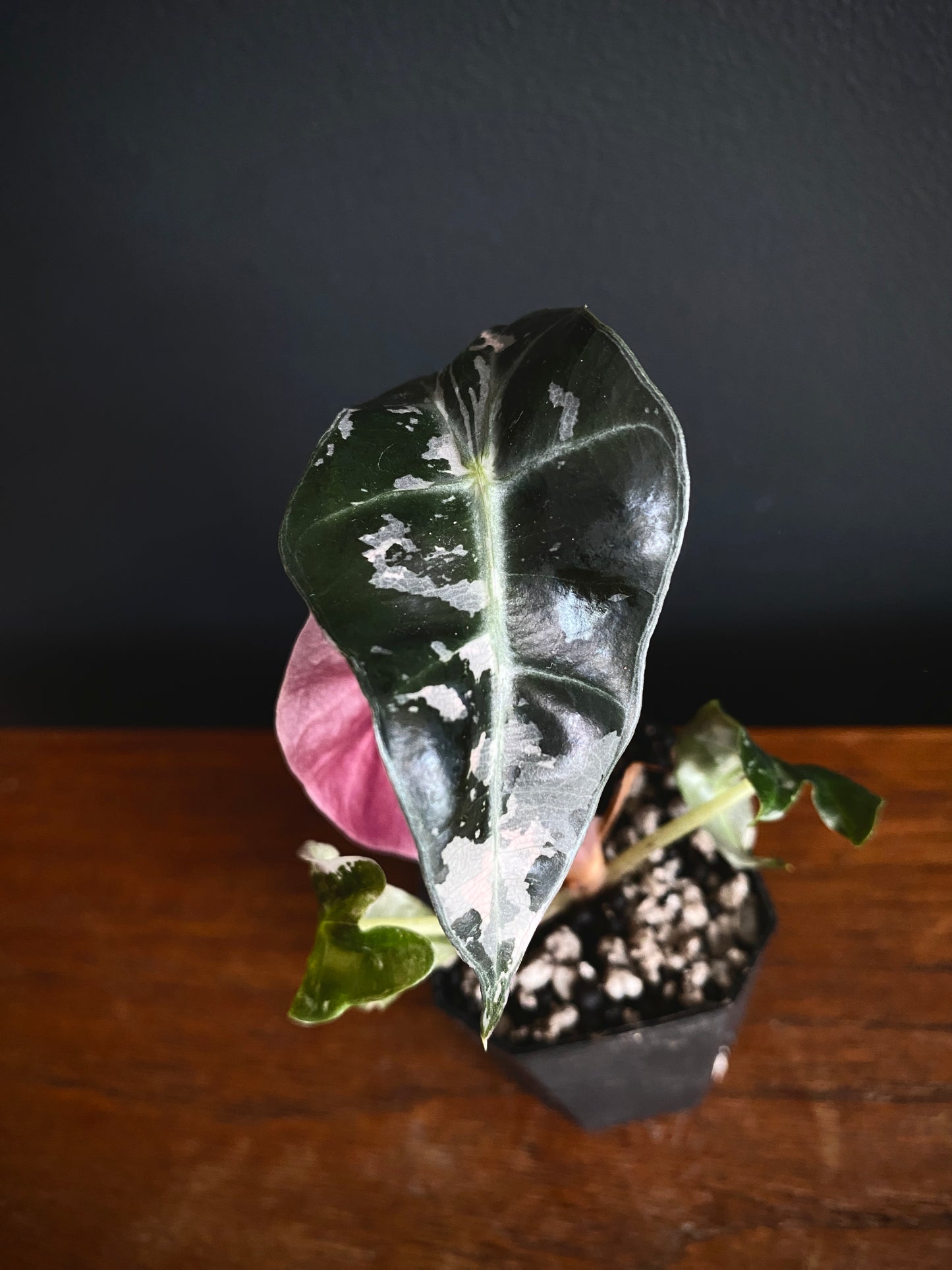 Alocasia Polly Pink variegated | 5 cm pot [B]