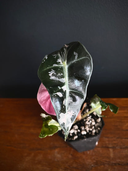 Alocasia Polly Pink variegated | 5 cm pot [B]