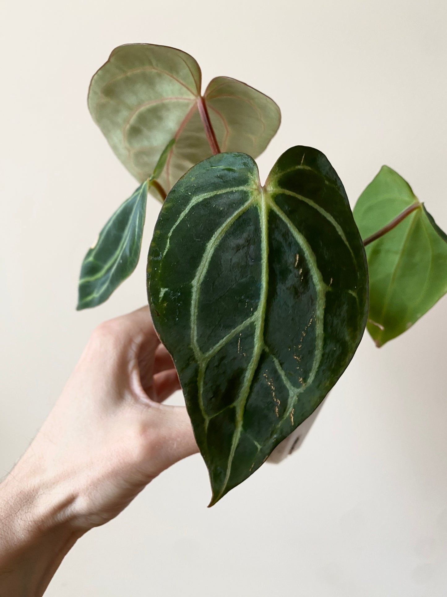 Anthurium Carlablackiae RA5xRA10 S1 | 7 cm pot