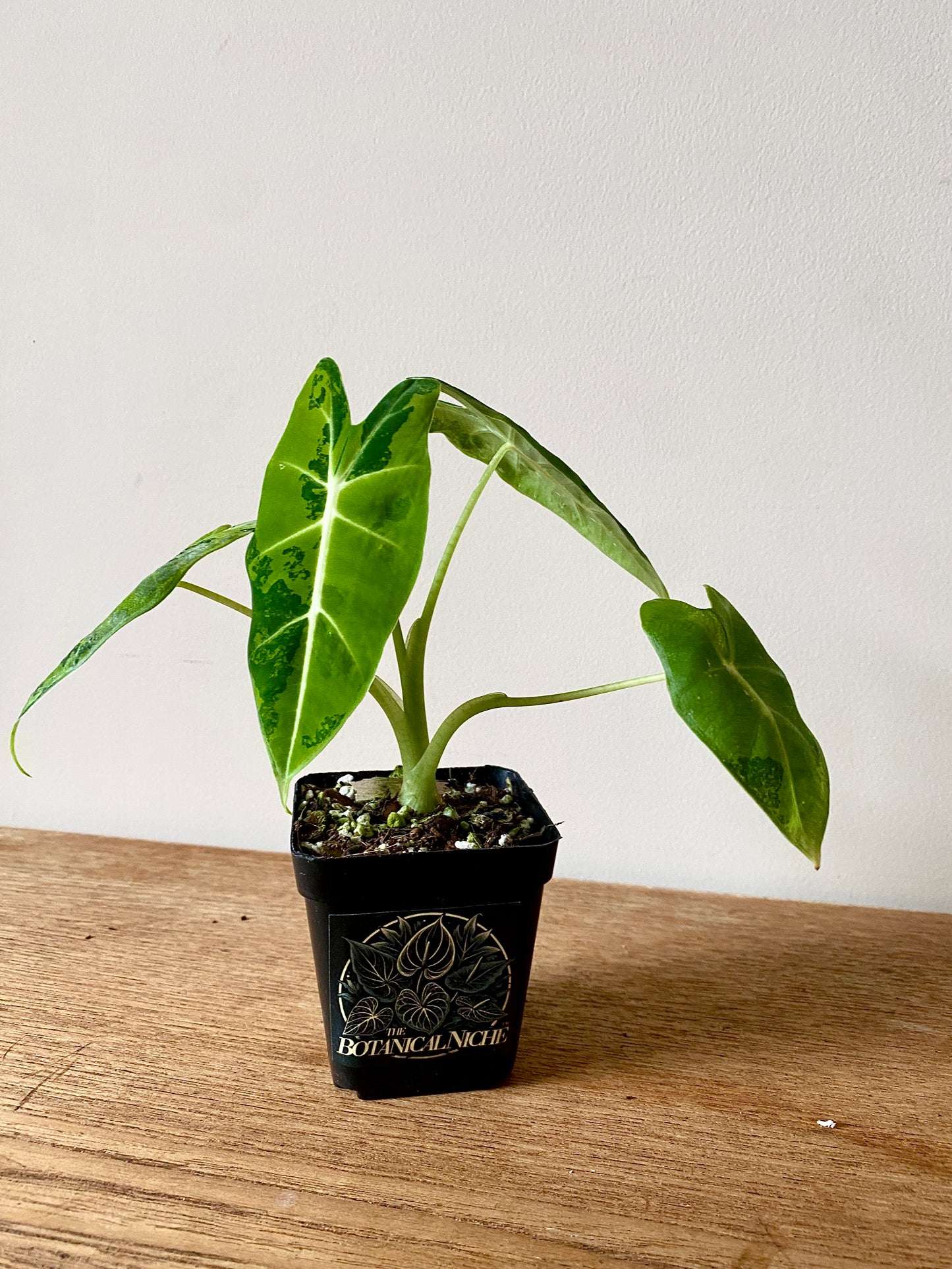 Alocasia Frydek Green-on-Green variegated | 7 cm pot