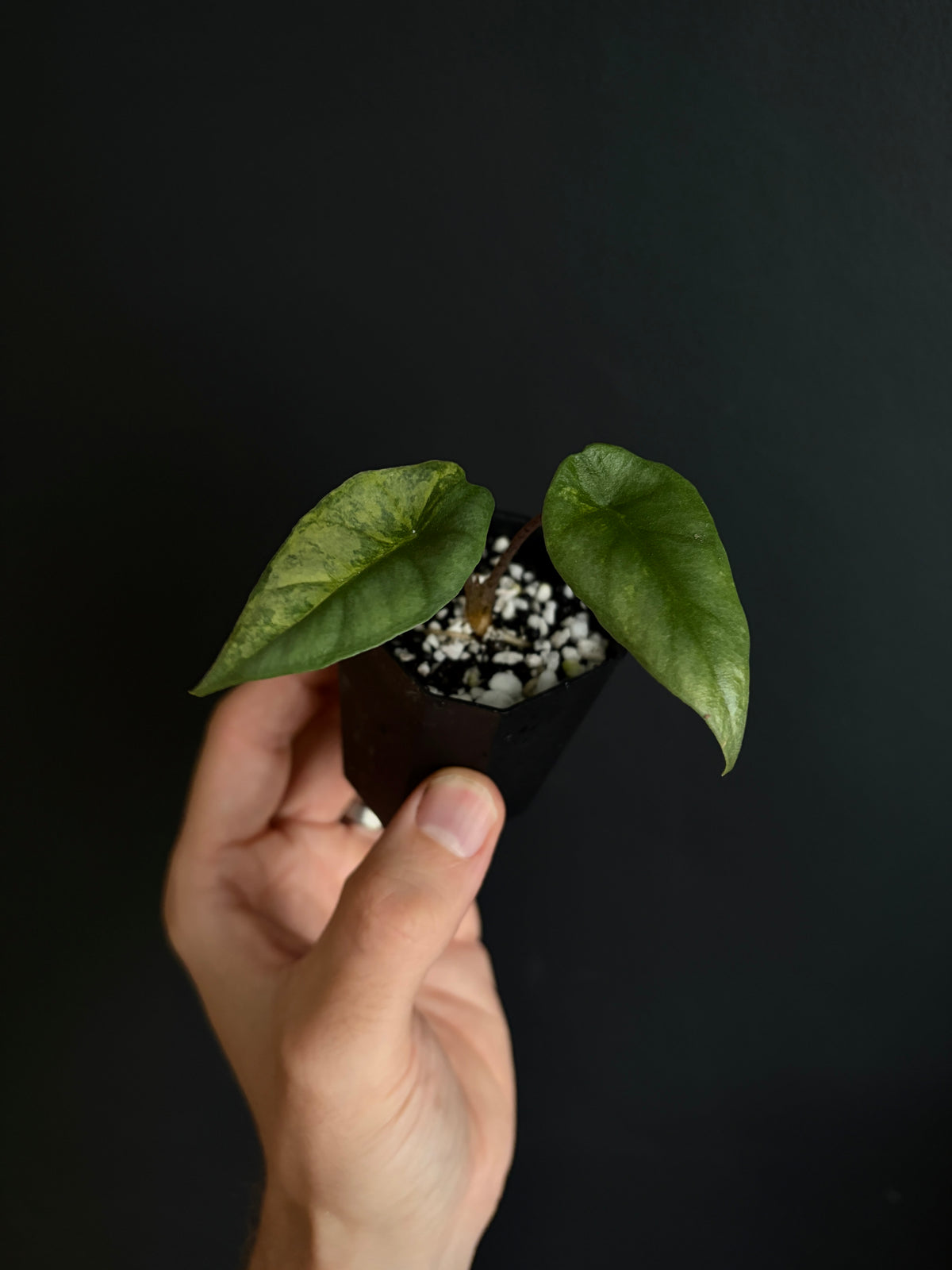 Alocasia Heterophylla Metallic Blue Aurea variegated | 5 cm pot