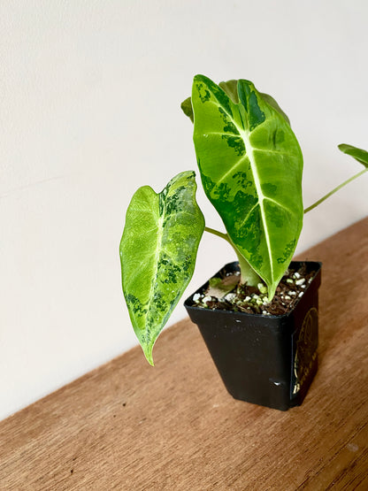 Alocasia Frydek Green-on-Green variegated | 7 cm pot