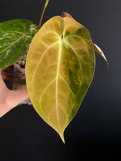 Anthurium PapCrystal var X Papillilaminum | 7 cm pot