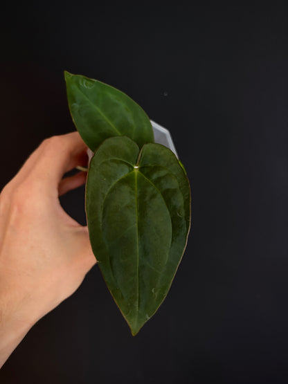 Anthurium Papillilaminum X-one X Flamingo Bird | 6 cm pot