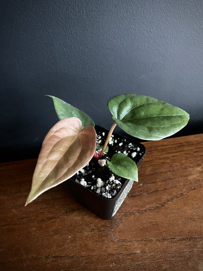 Anthurium Fort Sherman X Luxurians | 7 cm pot [C]