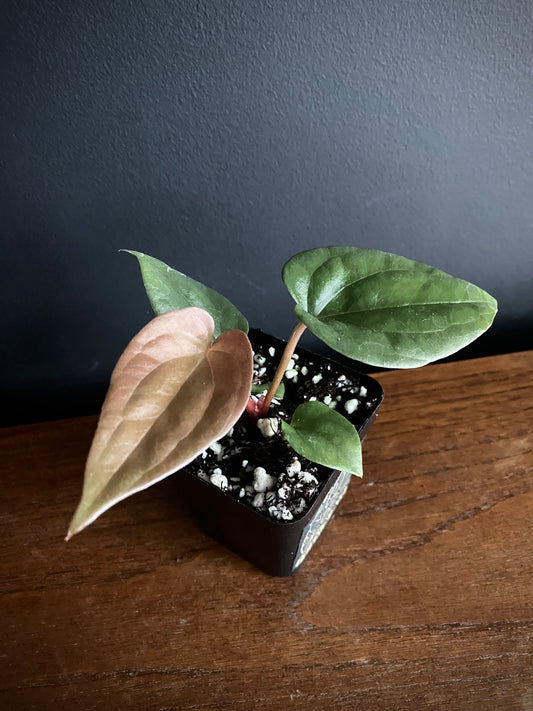 Anthurium Fort Sherman X Luxurians | 7 cm pot [C]