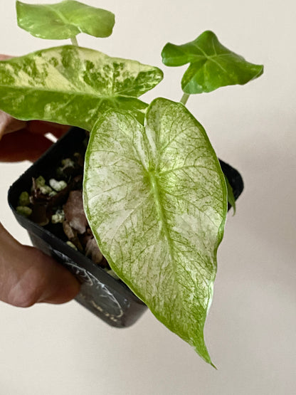 Alocasia Gageana Albo variegated | 7 cm pot
