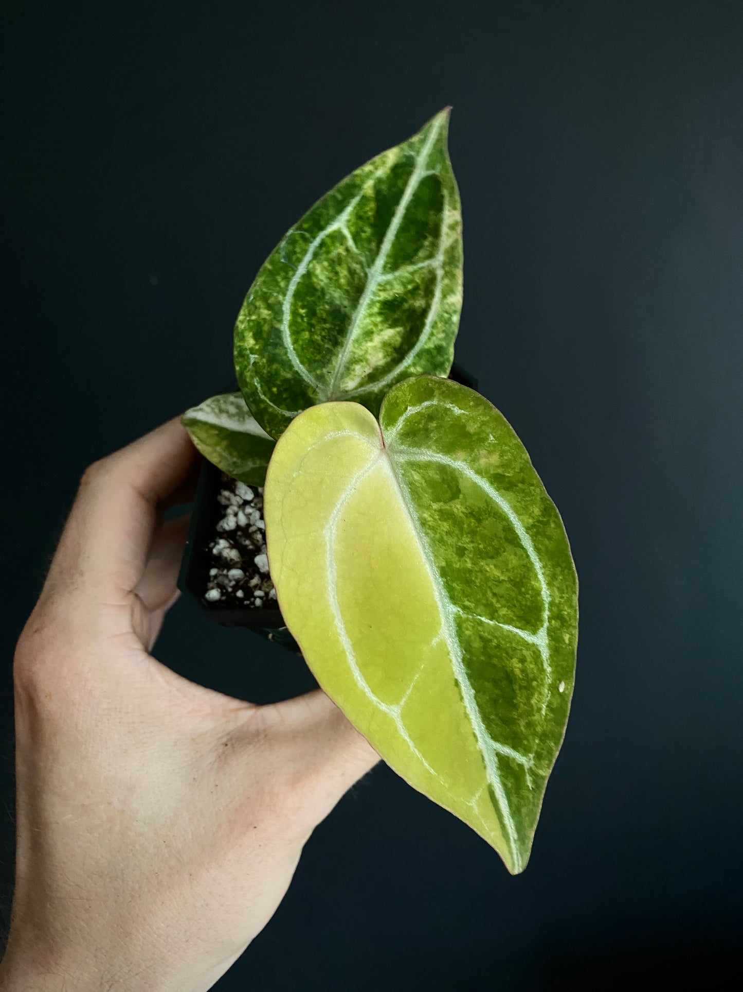 Anthurium Pap.Crystal var X Tezula Red Crystallinum | 7 cm pot [B]