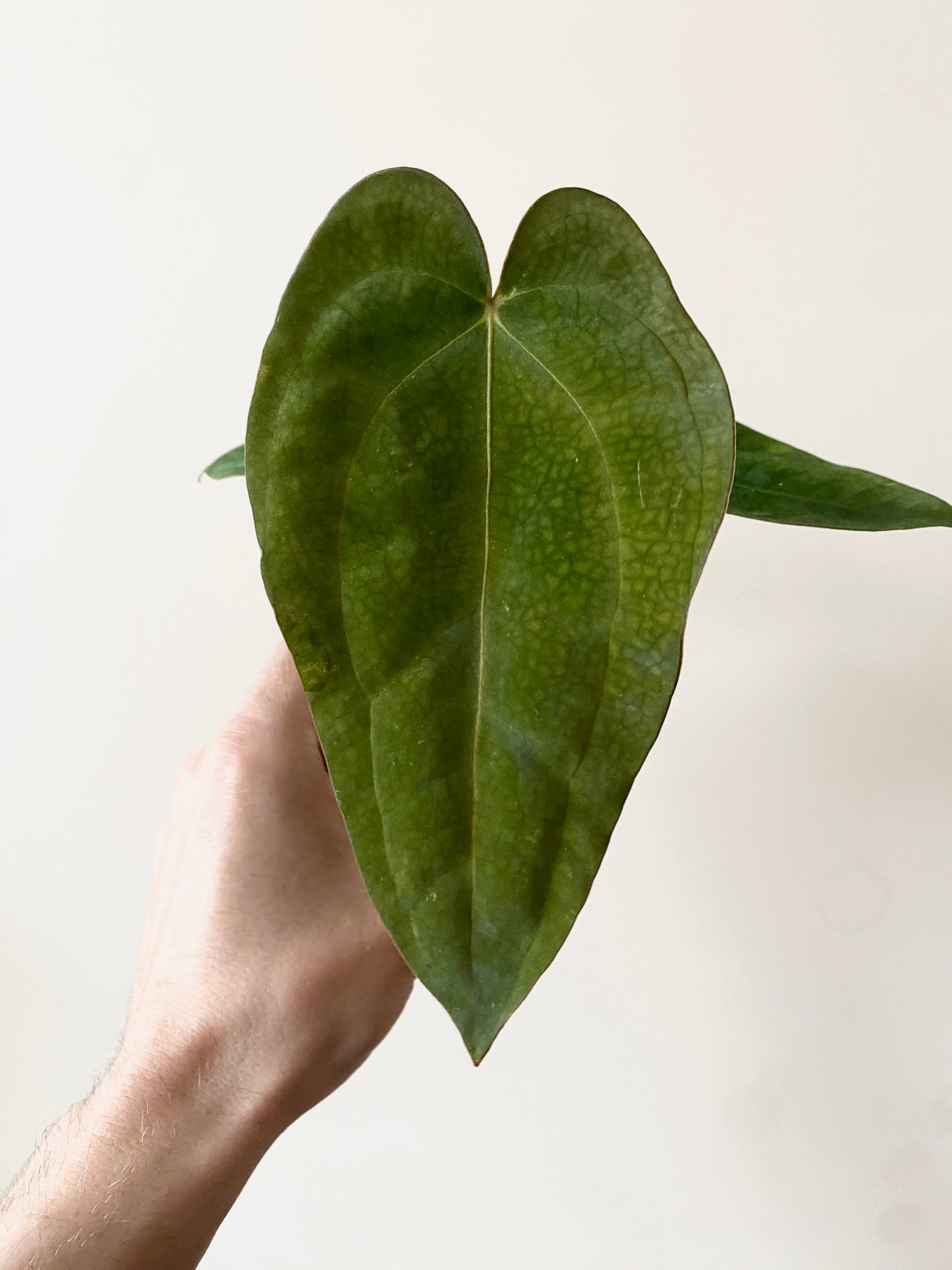 Anthurium Subsignatum (velvety) X Carlablackiae | 7 cm pot