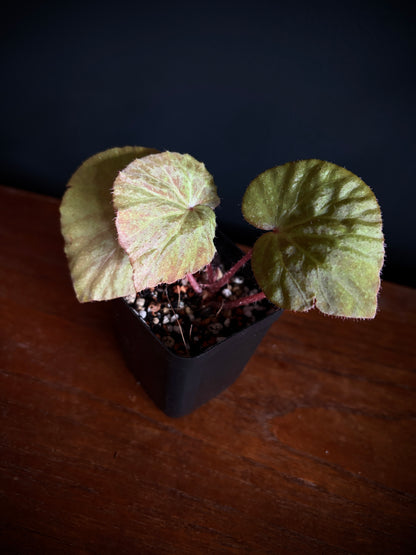 Begonia Ozotothrix | 6 cm pot
