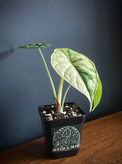 Alocasia Dragonscale Albo variegata | 7 cm pot (B)