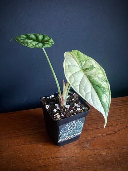 Alocasia Dragonscale Albo variegata | 7 cm pot (B)