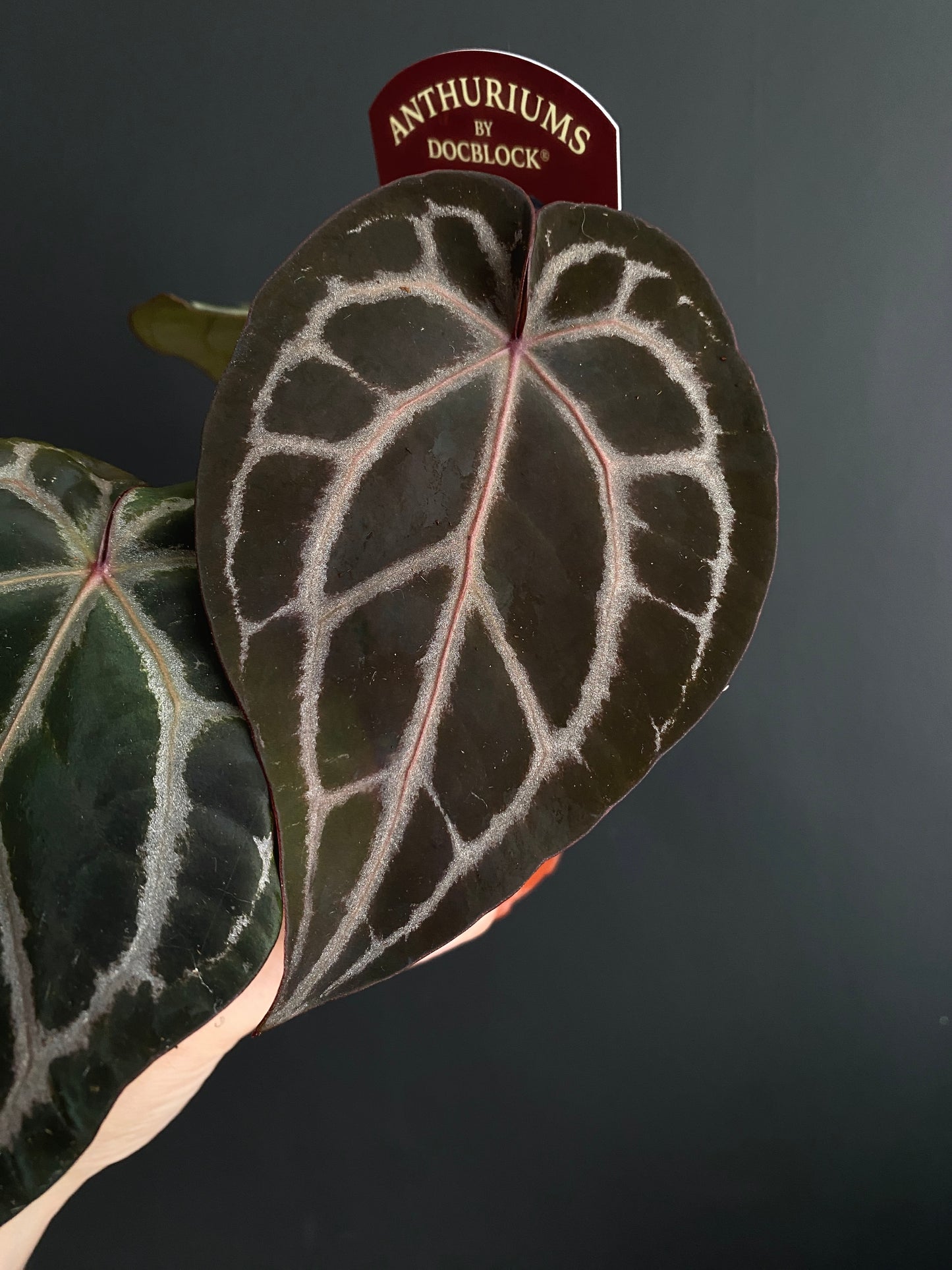 Anthurium DocBlock Michelle | 9 cm pot [A]