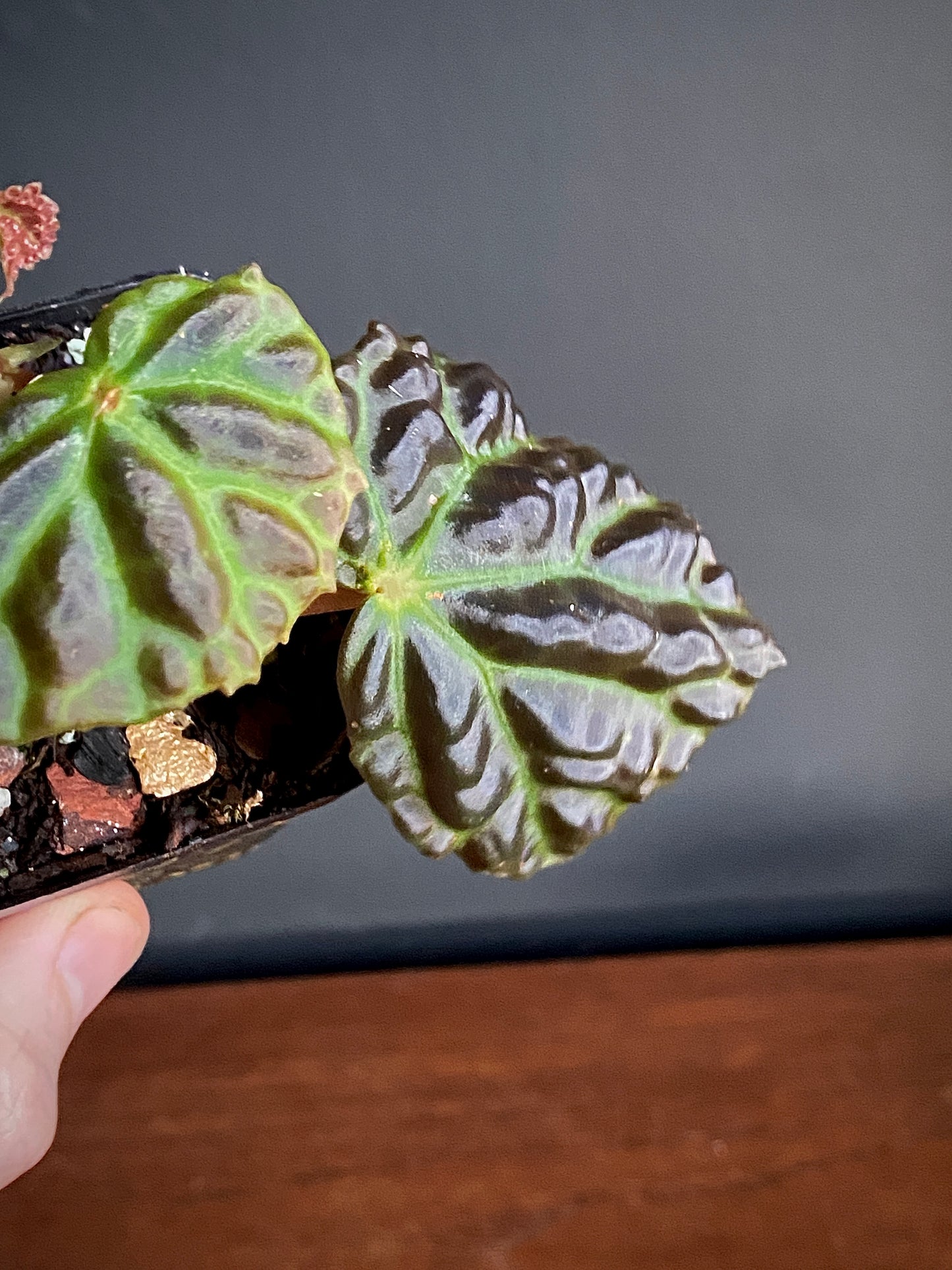 Begonia Dracopelta X Sarawak | 6 cm pot [B]