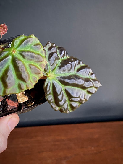 Begonia Dracopelta X Sarawak | 6 cm pot [B]