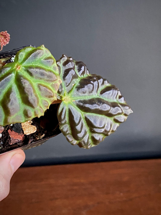 Begonia Dracopelta X Sarawak | 6 cm pot [B]