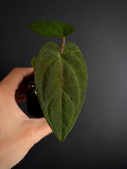 Anthurium NoID 'Code Red' x Papillilaminum A+ | 6 cm pot