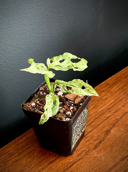 Monstera Adansonii var. laniata 'Frozen Freckles' |  7 cm pot