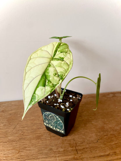 Alocasia Dragonscale Albo variegata | 7 cm pot (B)