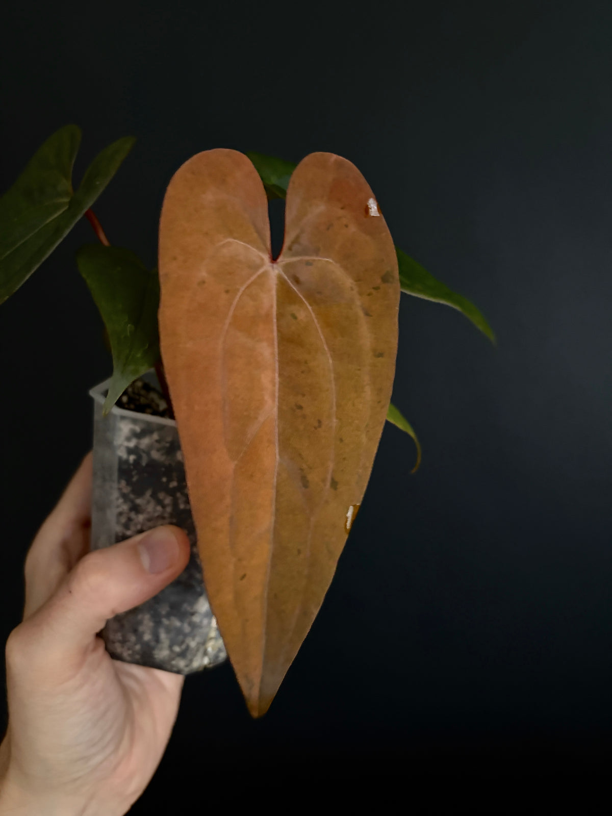 Anthurium RVDP (self) mint variegated | 7 cm pot [B]