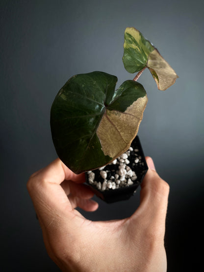 Alocasia Yucatan Princess variegated | 5 cm pot [C]