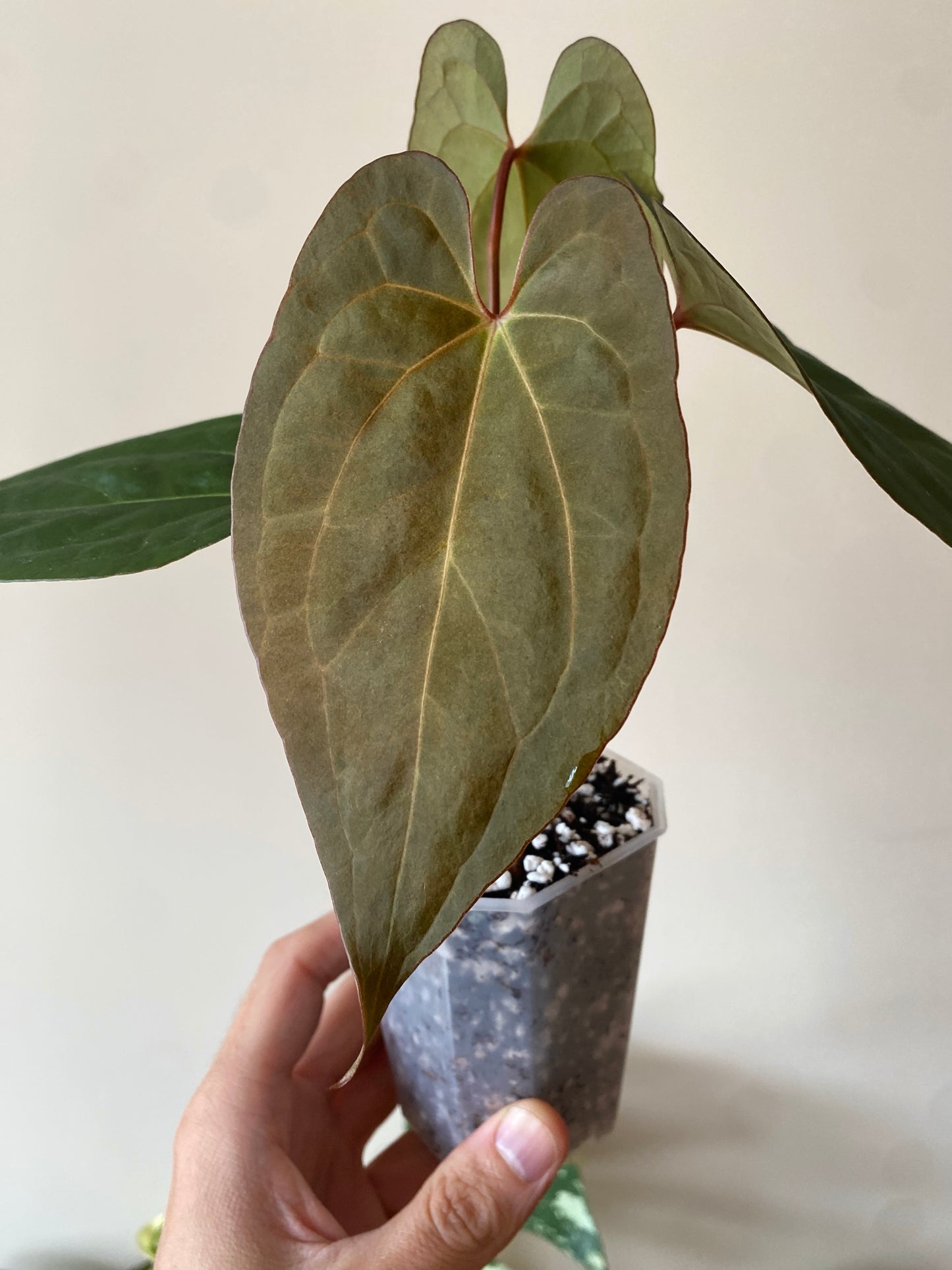 Anthurium Pap var X RVDP mint variegated | 7 cm pot
