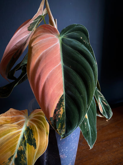 Philodendron Melanochrysum Orange variegata | 12 cm pot [C]