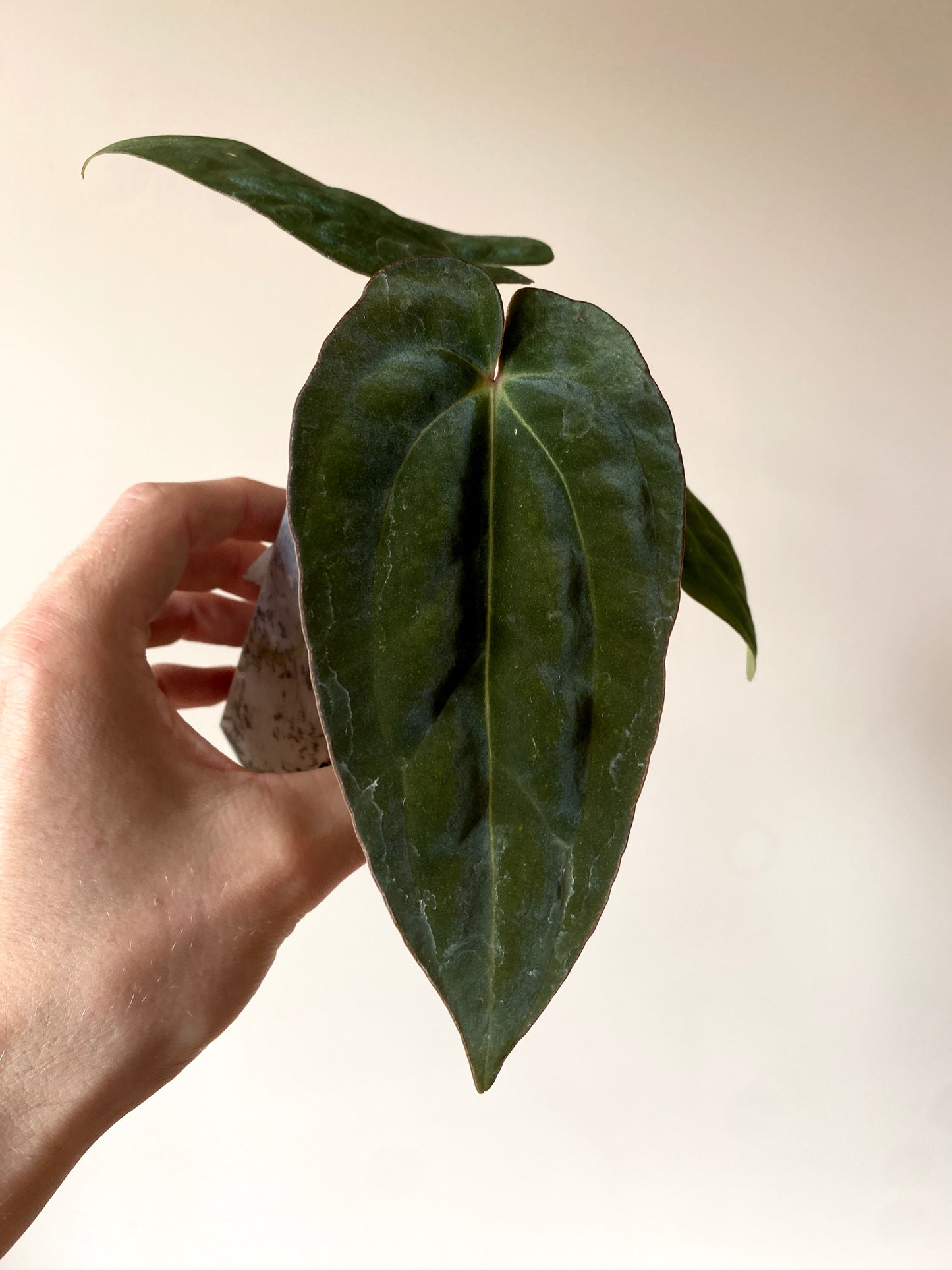 Anthurium (DressCarla x BVEP) X (Carlablackiae x Papillilaminum) | 7 cm pot [A]