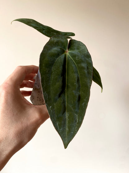 Anthurium (DressCarla x BVEP) X (Carlablackiae x Papillilaminum) | 7 cm pot [A]