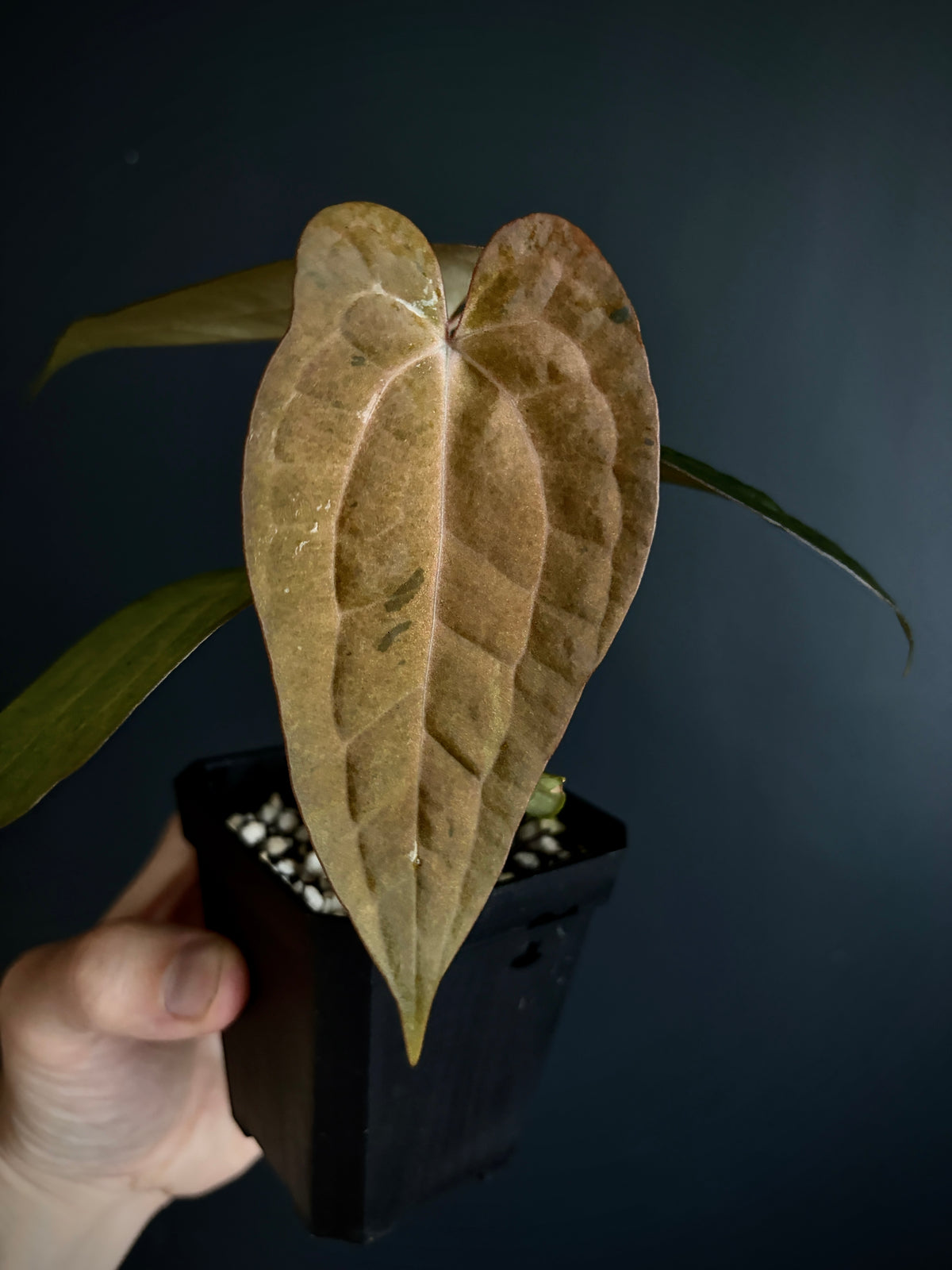 Anthurium RVDP (self) mint variegated | 7 cm pot [super-select]