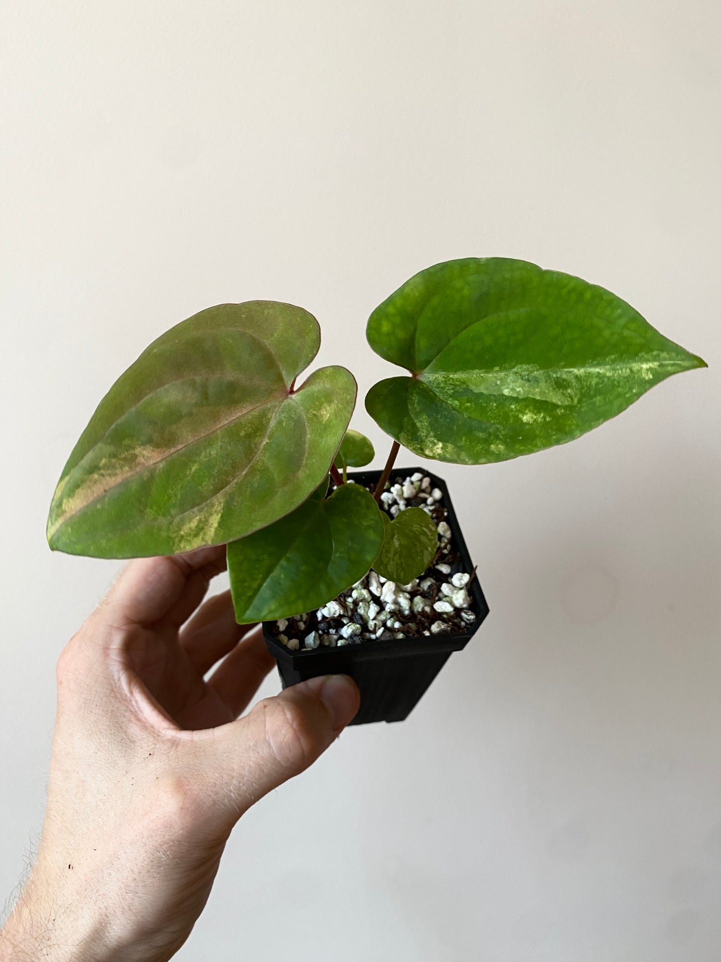 Anthurium Papillilaminum var X Guna Yala (S1) | 7 cm pot