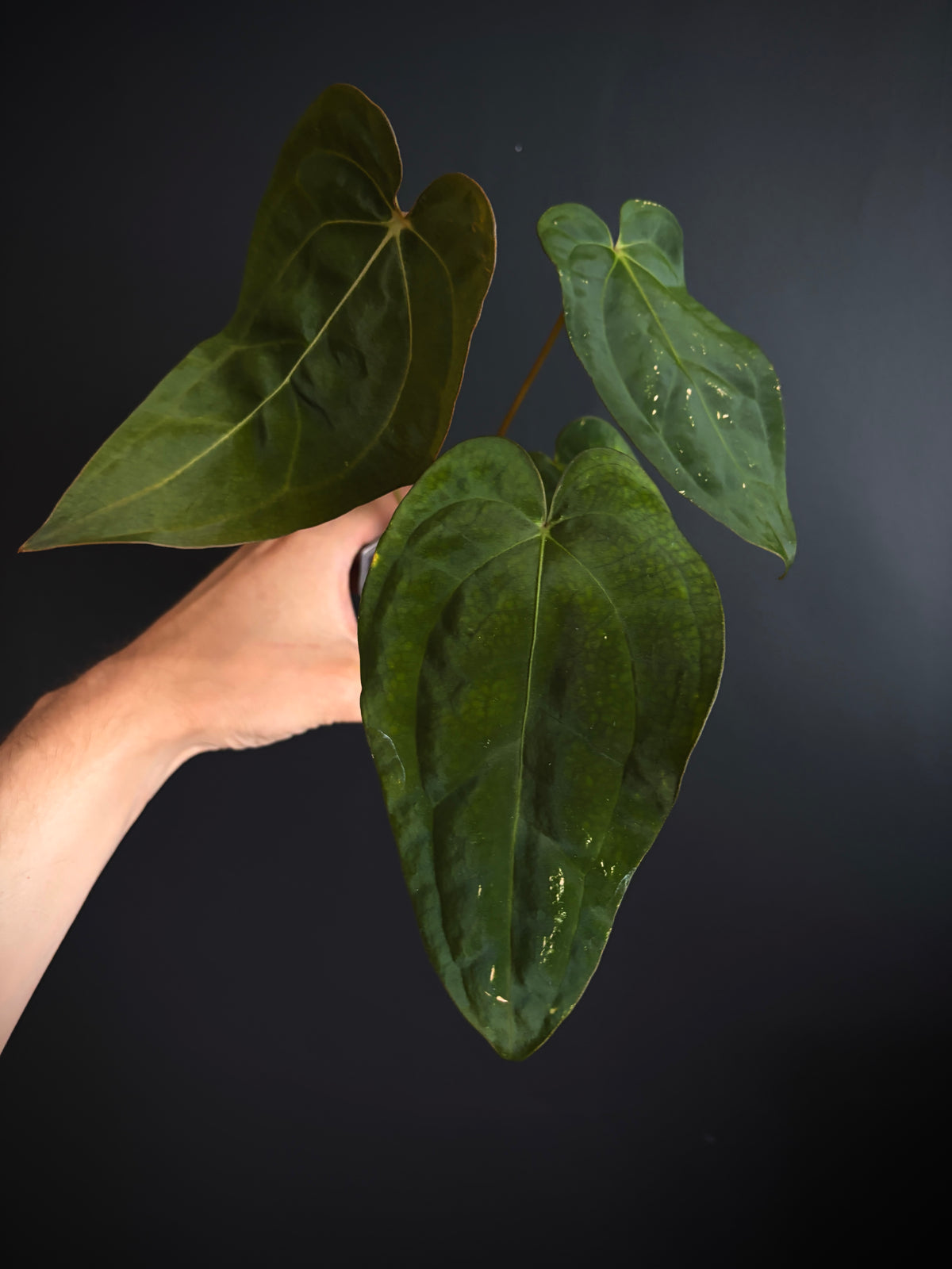 Anthurium Subsignatum (velvety) X Carlablackiae | 7 cm pot