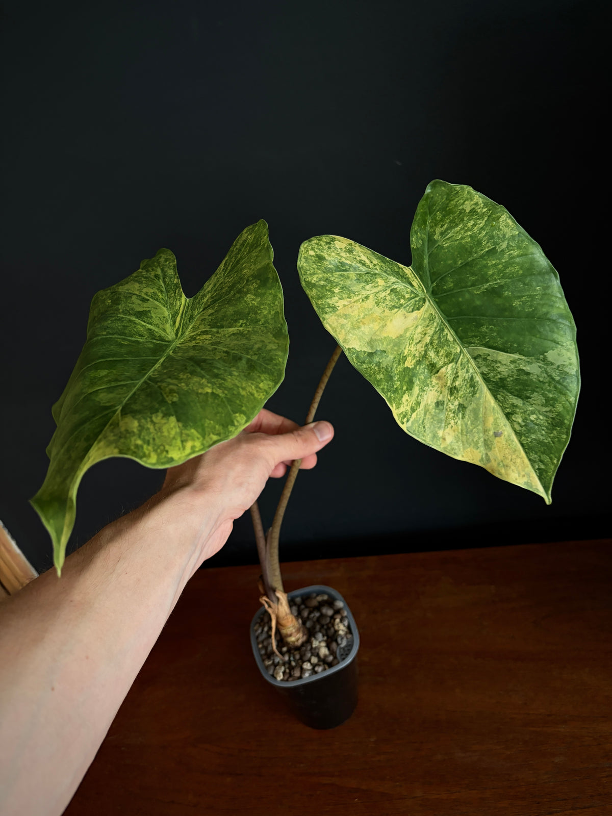 Alocasia Calidora aurea X Infernalis variegated hybrid (Mature) | 9 cm pot
