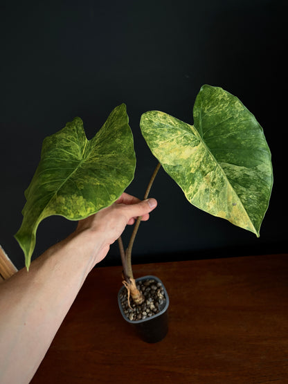 Alocasia Calidora aurea X Infernalis variegated hybrid (Mature) | 9 cm pot
