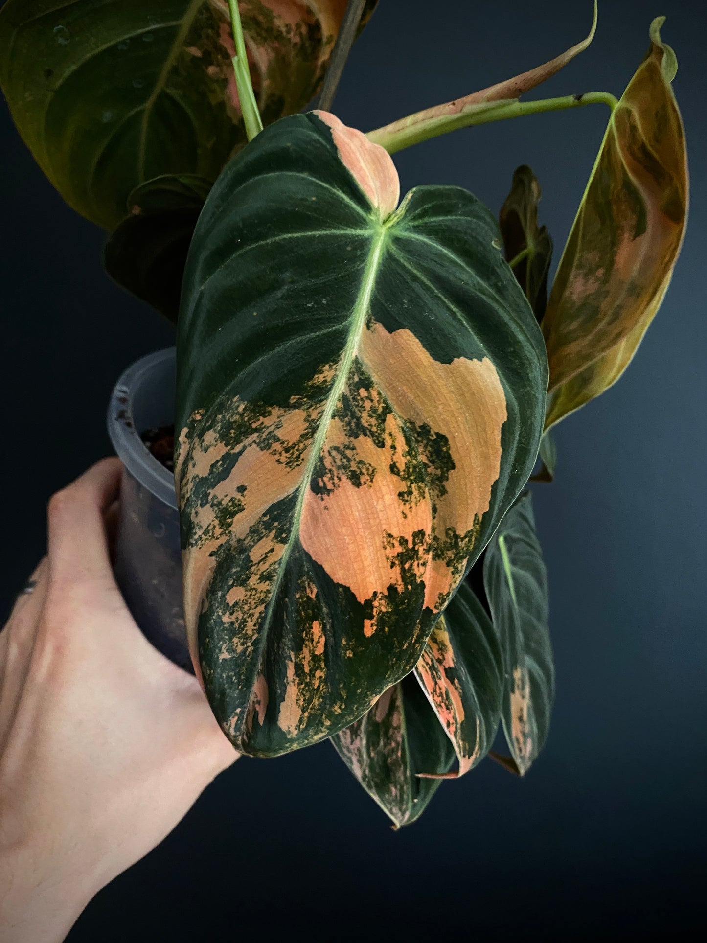 Philodendron Melanochrysum Orange variegata | 12 cm pot [A]