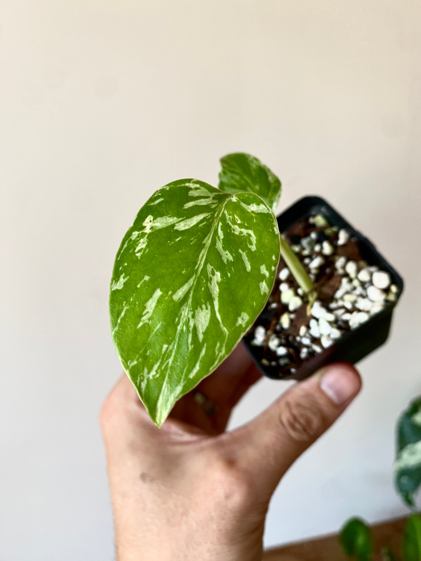 Monstera Deliciosa Bulbasaur | 6 cm pot [B]