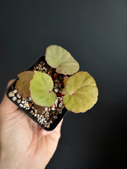 Begonia Ozotothrix | 6 cm pot [C]