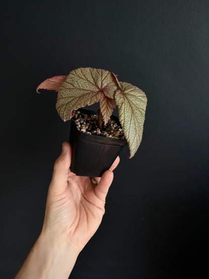 Begonia Sinbad | 6 cm pot [A]