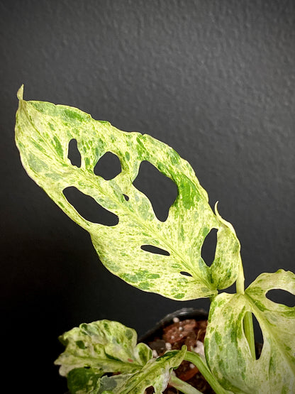 Monstera Adansonii var. laniata 'Frozen Freckles' |  7 cm pot
