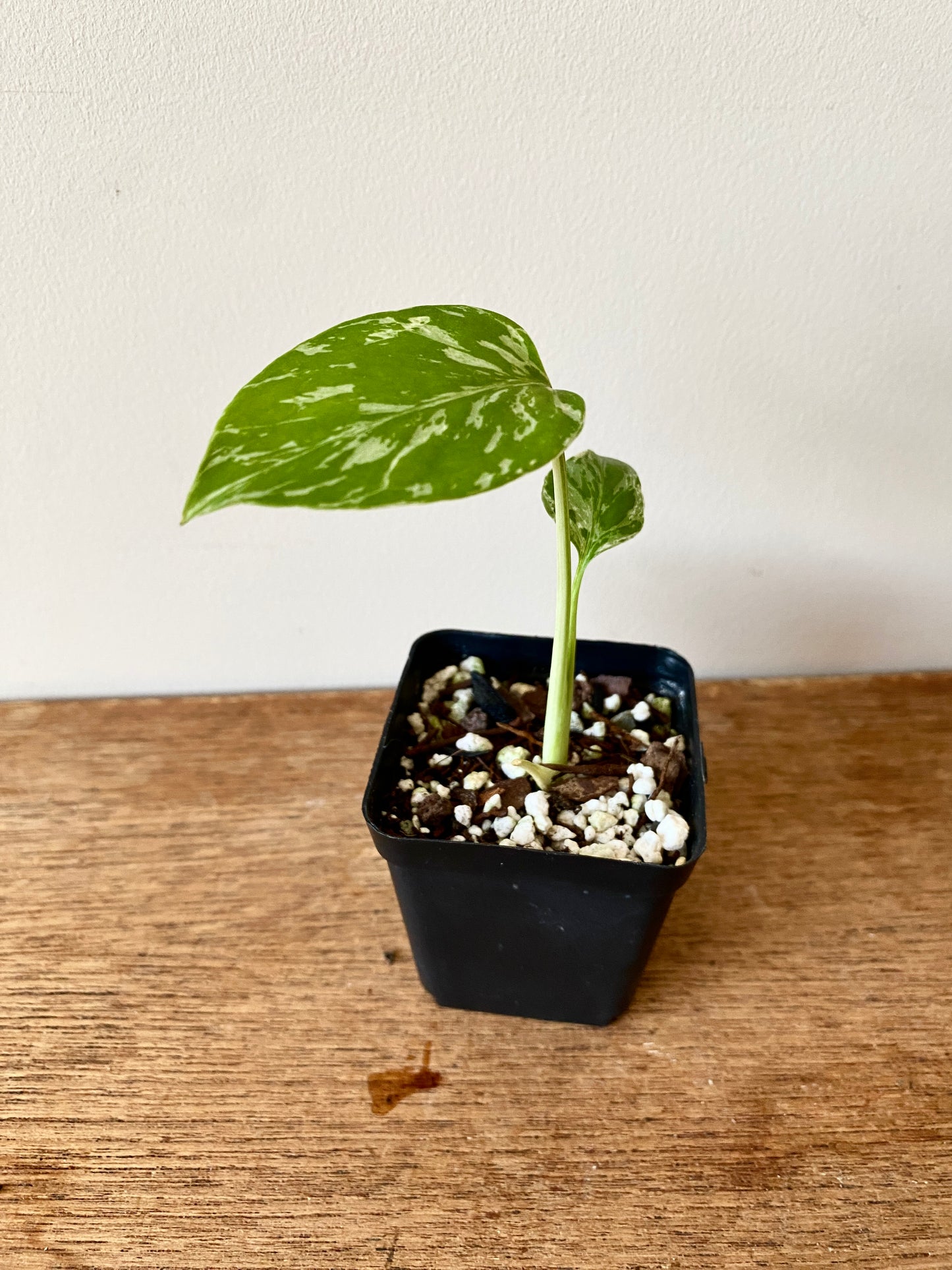 Monstera Deliciosa Bulbasaur | 6 cm pot [B]