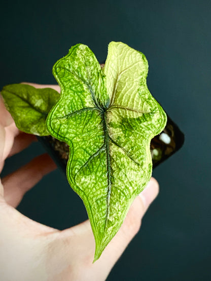 Alocasia Tandurusa 'Jacklyn' Aurea variegated | 6 cm pot
