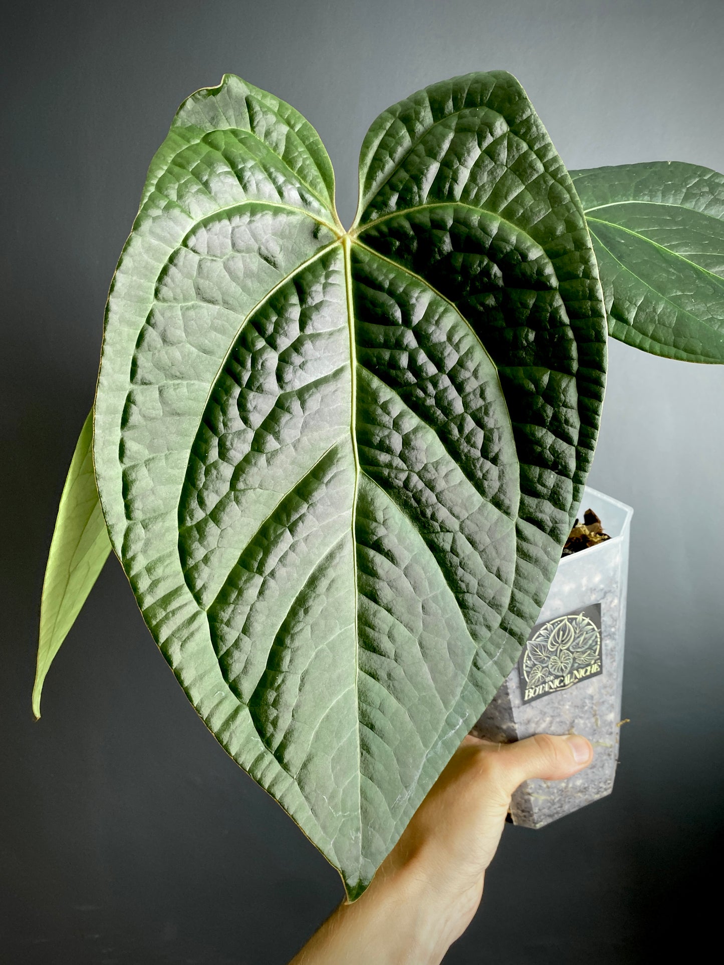 Anthurium Goliath X Luxurians | 12 cm pot