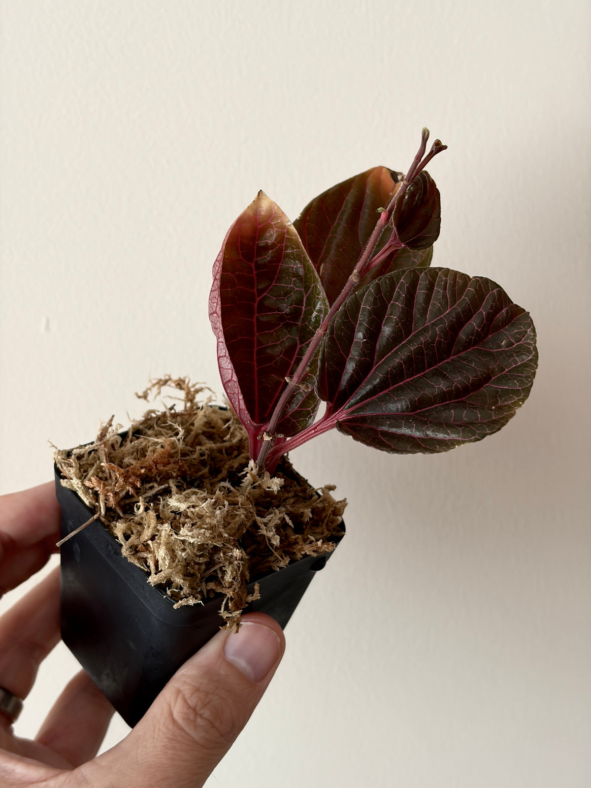 Piper sp. Kalimantan Pink  | 6 cm pot