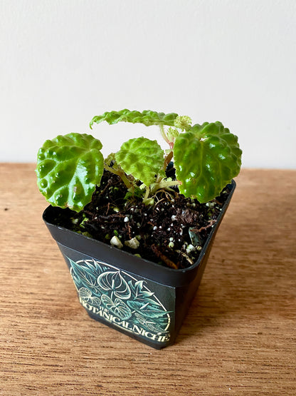 Begonia Dracopelta | 6 cm pot